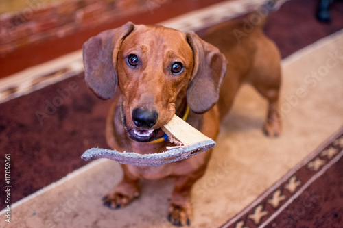 Fototapeta Naklejka Na Ścianę i Meble -  Red-haired dog breed dachshund gnaws shoes