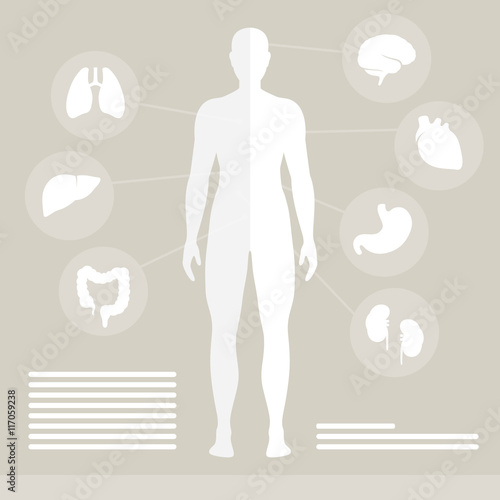 Vector Illustration of Human Organs