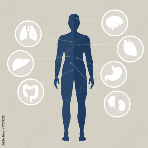 Vector Illustration of Human Organs