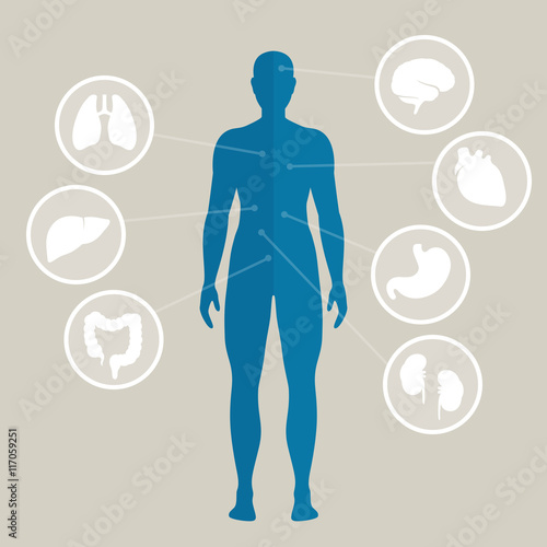 Vector Illustration of Human Organs