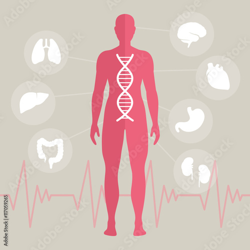 Vector Illustration of Human Organs