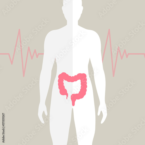 Vector Illustration of the Human Bowel
