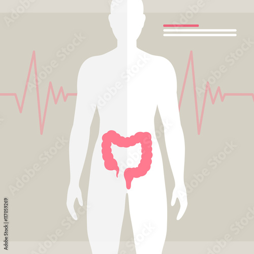 Vector Illustration of the Human Bowel