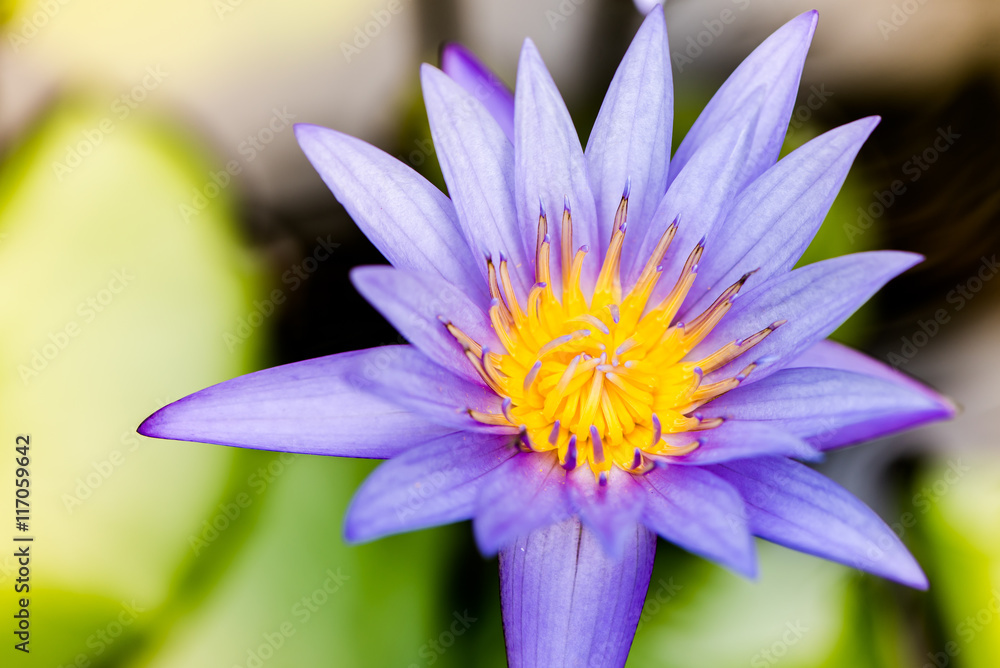 closeup lotus flower closeup lotus flower