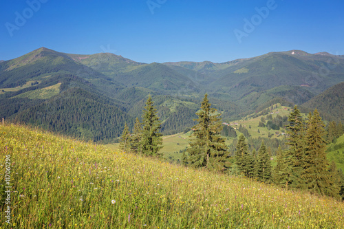 The alpine fields grow beautiful spring wild daffodils