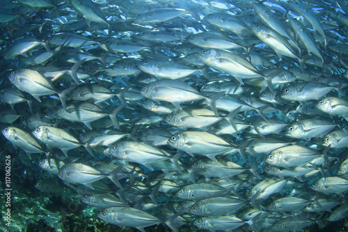 Fish on coral reef: Bigeye Jackfish (Trevallies)