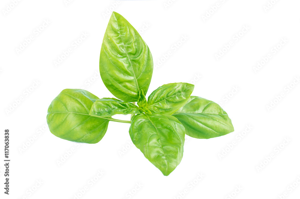Fototapeta premium Basil leaves isolated on white background