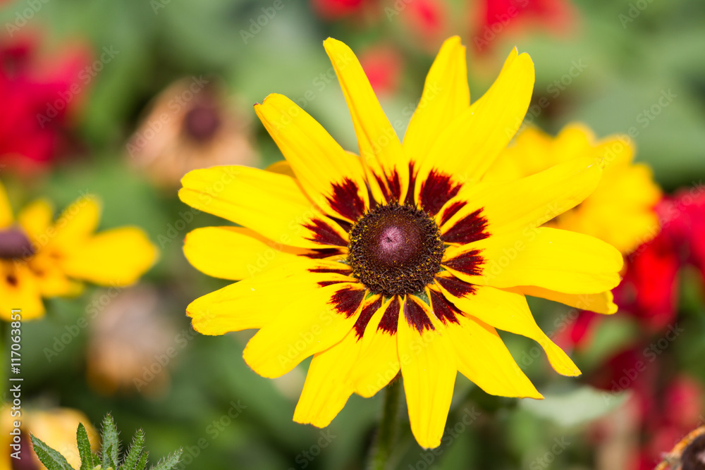 Obraz premium Macro of a yellow coneflower