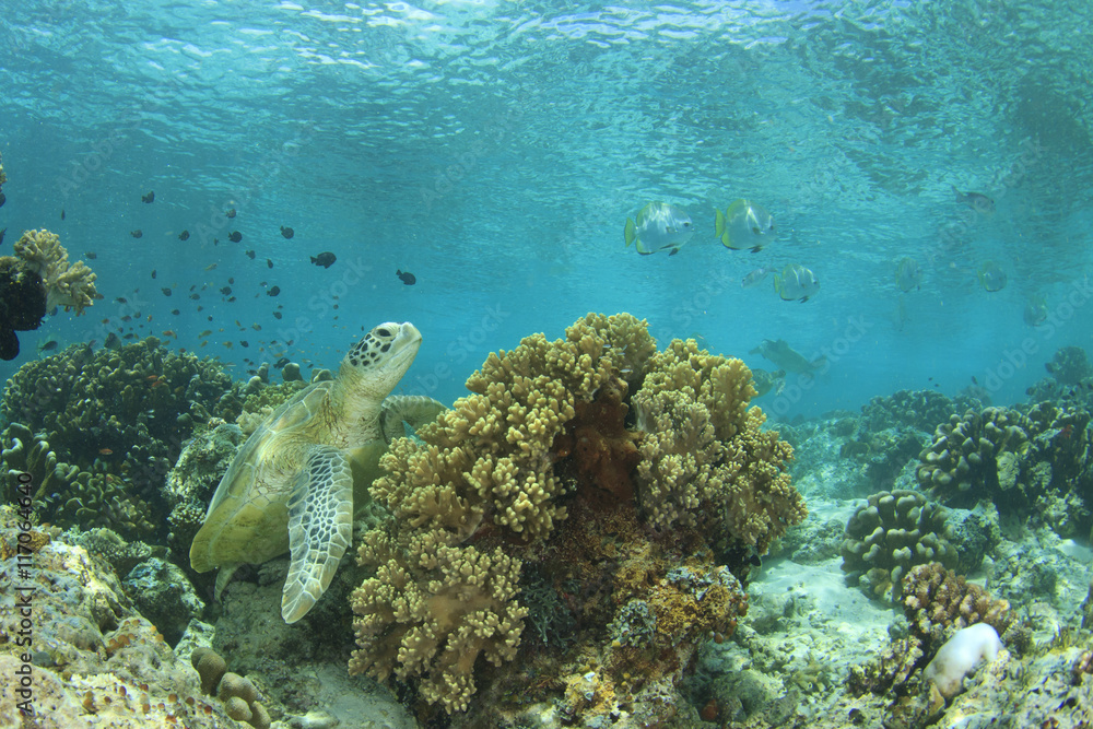 Green Sea Turtle and coral reef in ocean Green Sea Turtle and coral reef in ocean
