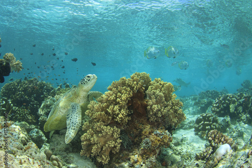 Green Sea Turtle and coral reef in ocean