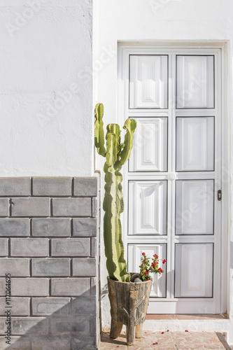 maceta con un gran cactus delante de una puerta blanca de madera photo