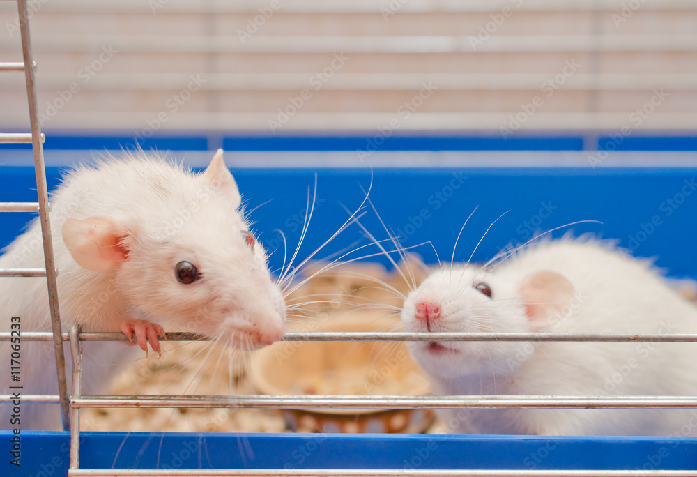 Obraz premium Two curious white rats looking out of a cage (selective focus on the rat on the right)
