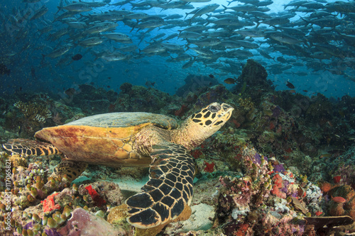 Turtle, coral reef and fish