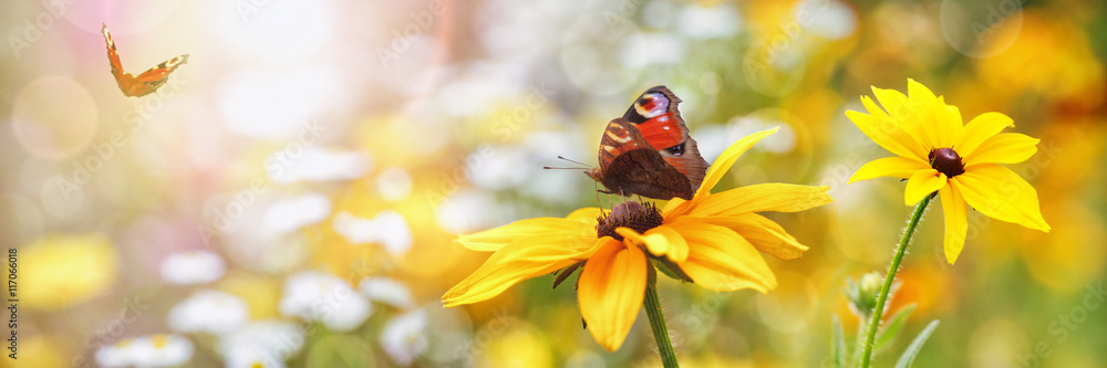 Obraz premium Lato, kwiaty, motyle (Aglais io)