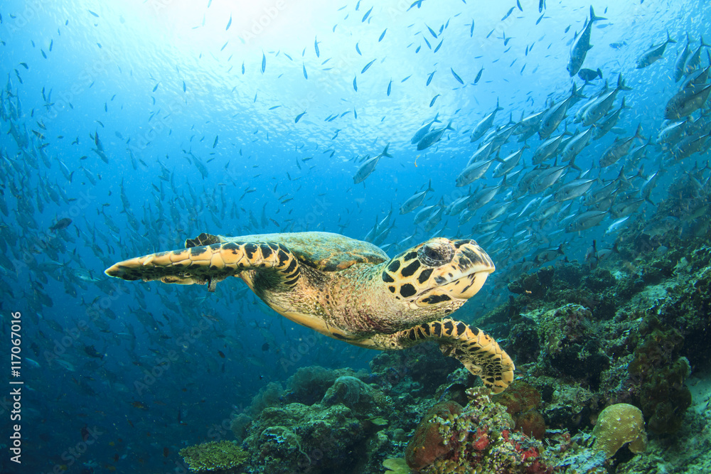Obraz premium Sea Turtle on coral reef with fish school at Sipadan Island, Malaysia