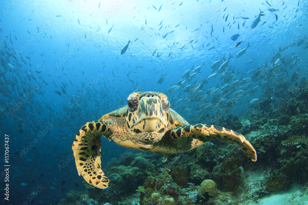 Obraz premium Sea Turtle on coral reef with fish school at Sipadan Island, Malaysia