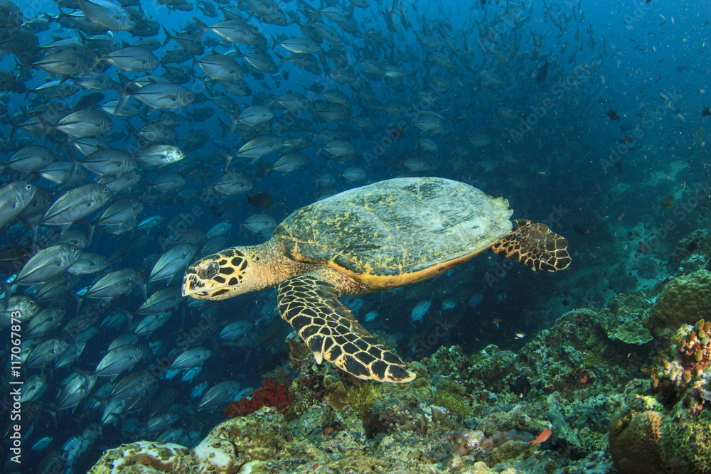 Sea Turtle on coral reef with fish school at Sipadan Island, Malaysia