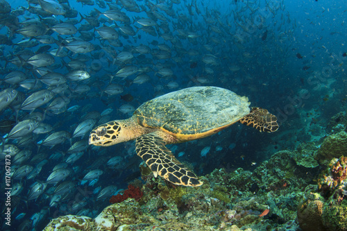 Sea Turtle on coral reef with fish school at Sipadan Island, Malaysia