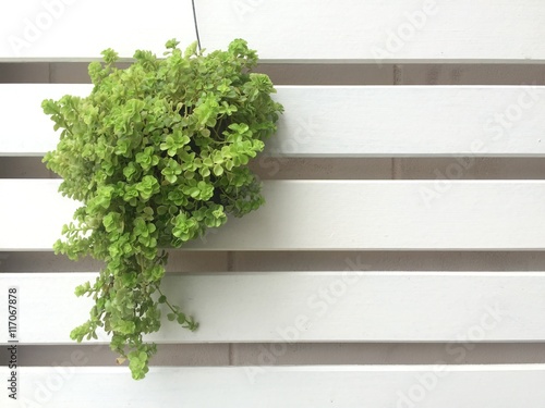 Graden tree in pot on wood background