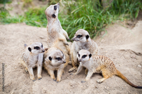 Meerkat, Suricata, suricatta also known as the suricate. Wildlif