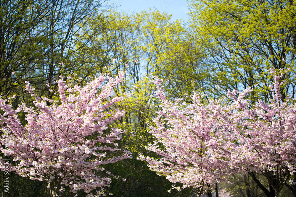 Cherry blossom background with spring day.