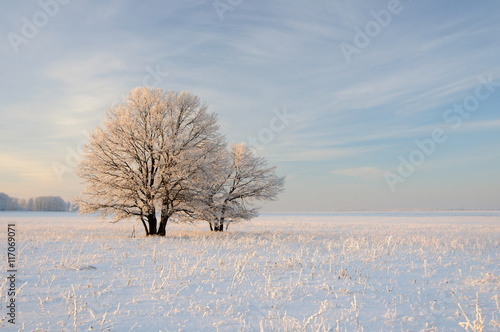 Зимний пейзаж с большими деревьями, покрытыми инеем 