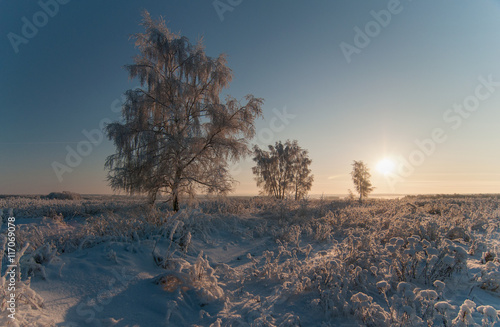 Заснеженные деревья на фоне зимнего заката 