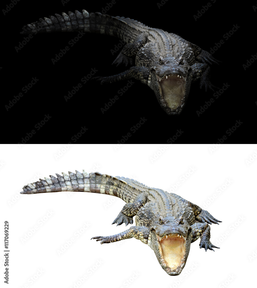 Fototapeta premium crocodile on dark and white background