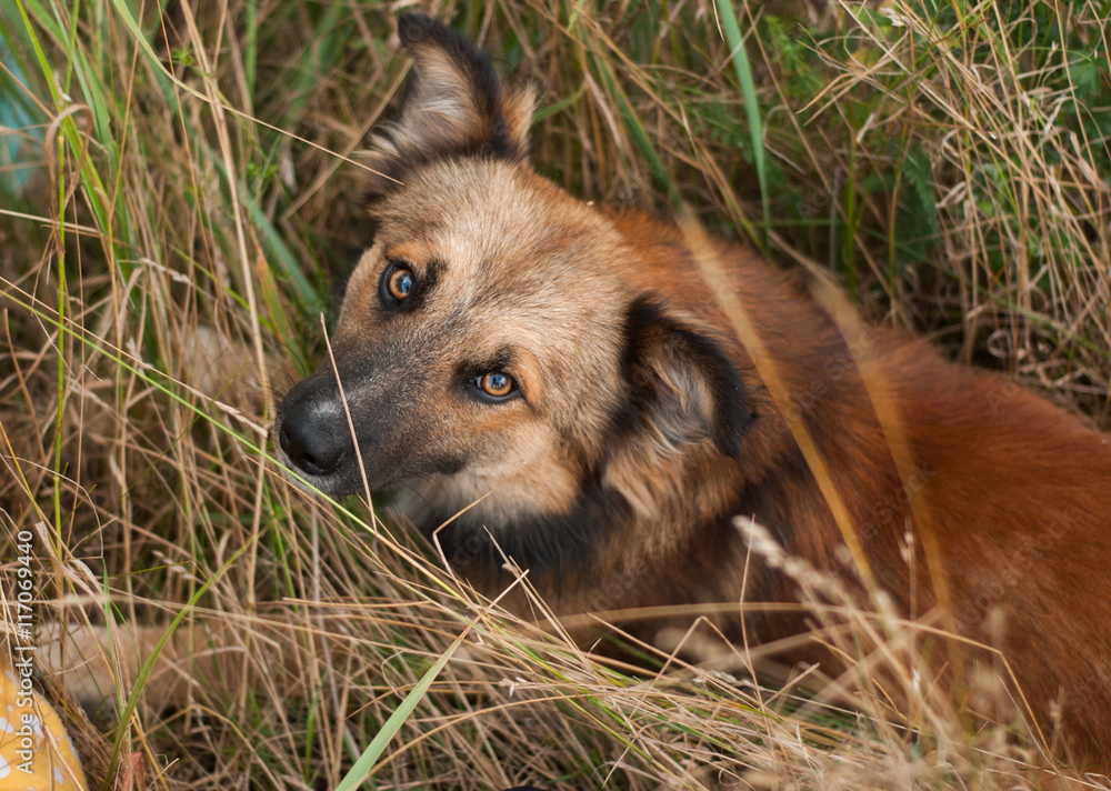 Red dog lying in the grass Red dog lying in the grass