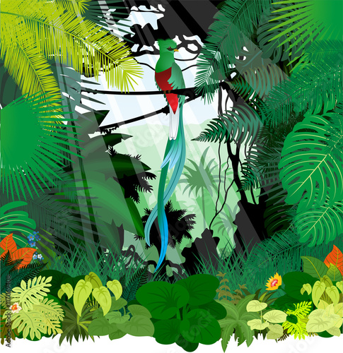 vector South American quetzal in jungle rainforest