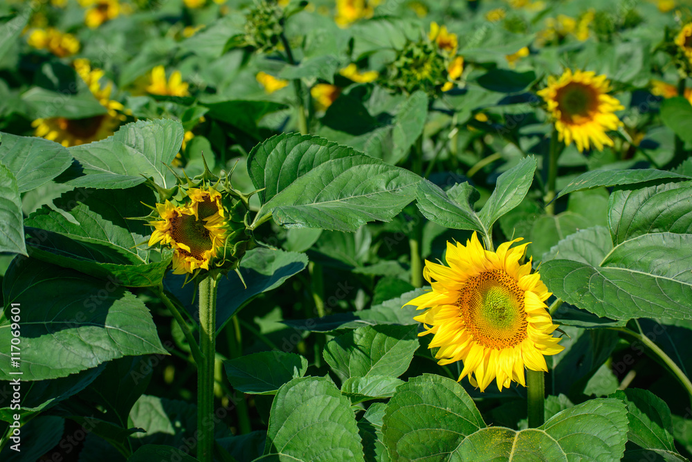 Close-up of sun flowers Close-up of sun flowers
