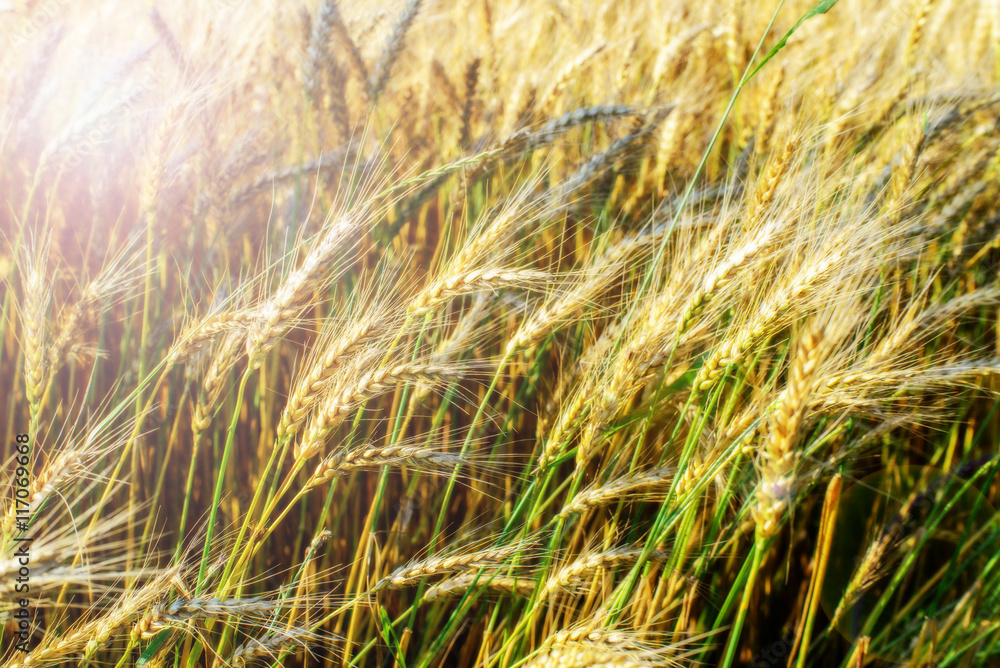 Fototapeta premium sunny wheat field