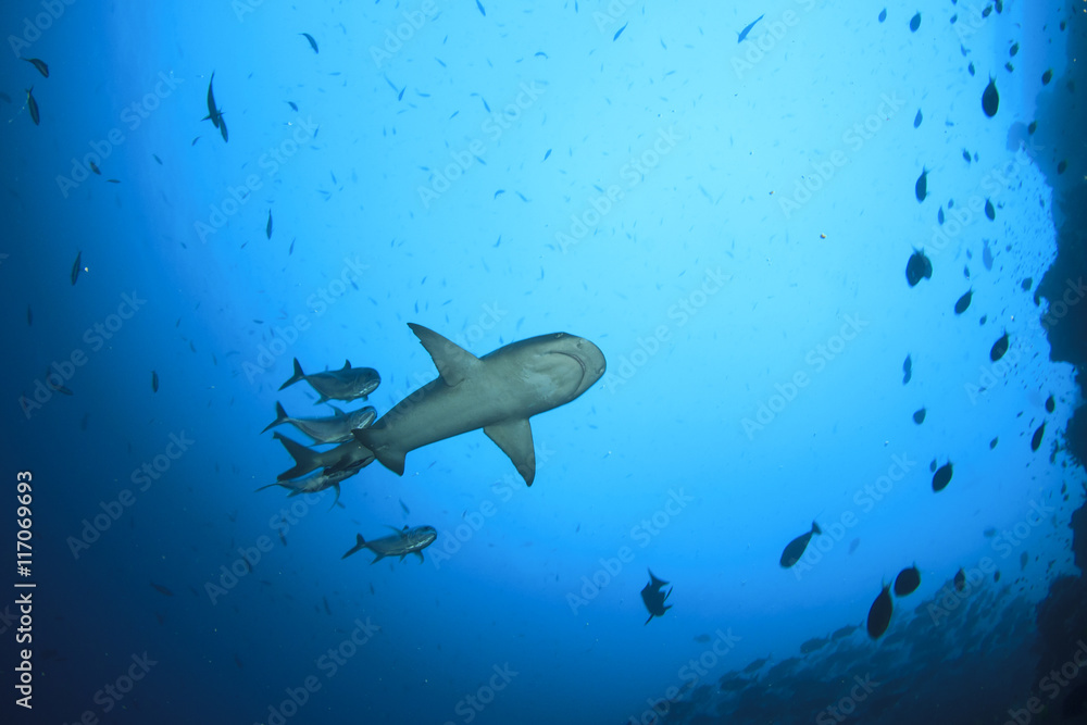 Fototapeta premium Whitetip Reef Shark and Jack fish