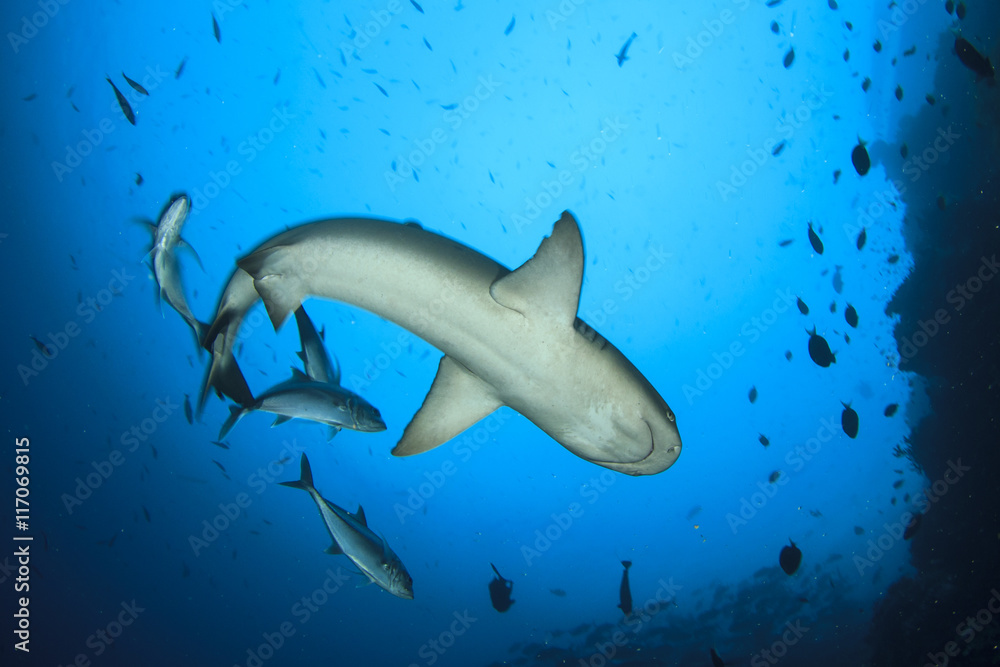 Fototapeta premium Whitetip Reef Shark and Jack fish
