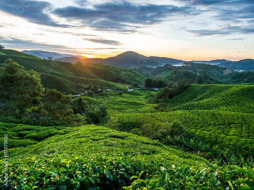 Tea Plantation during Sunrise at Cameron Highlands, Malaysia