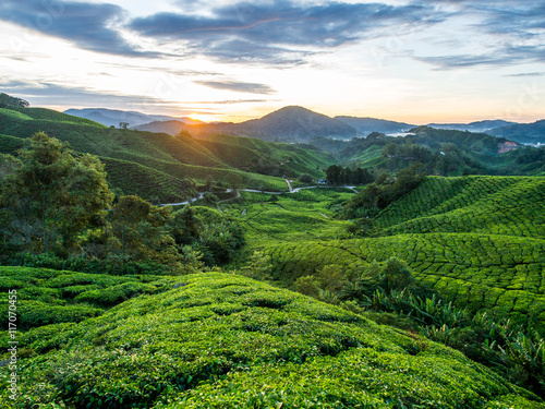 Tea Plantation during Sunrise at Cameron Highlands, Malaysia © jum_ruji