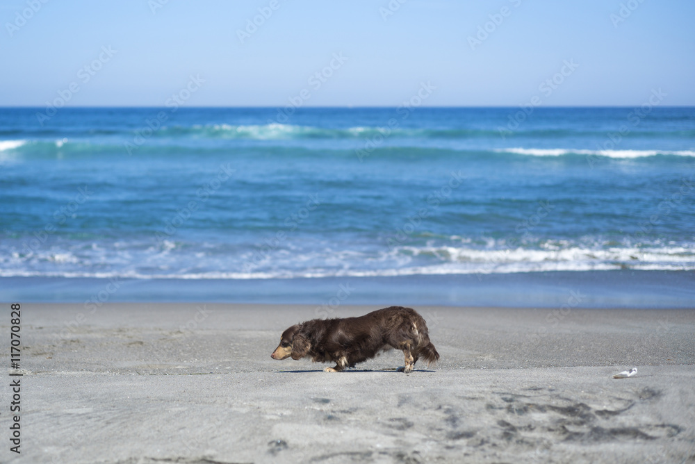 海岸を歩く犬 海岸を歩く犬