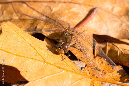 Gemeine Heidelibelle (Sympetrum vulgatum), geschlechtsreifes Männchen, sitzt auf Herbstblättern in der Sonne, Niedersachsen, Deutschland photo