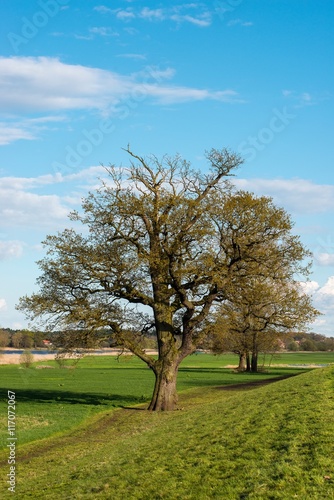 Sommereiche/ Deutsche Eiche/ Stieleiche/ Stiel-Eiche (Quercus robur, Syn.: Quercus pedunculata) am Deich an der Elbe nahe Dannenberg (Elbe), Biosphärenreservat Elbetal, Niedersachsen, Deutschland 