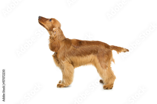 Fototapeta Naklejka Na Ścianę i Meble -  Beautiful English Cocker Spaniel