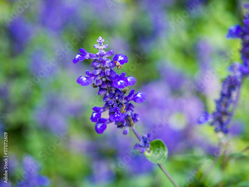 Beautiful Lavender Flower in the field  