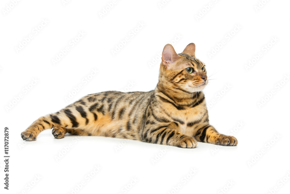 Obraz premium Beautiful bengal cat