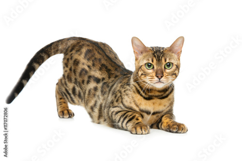 Beautiful bengal cat © svetography