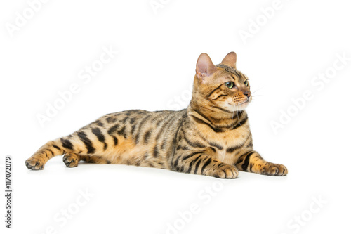 Beautiful bengal cat © svetography