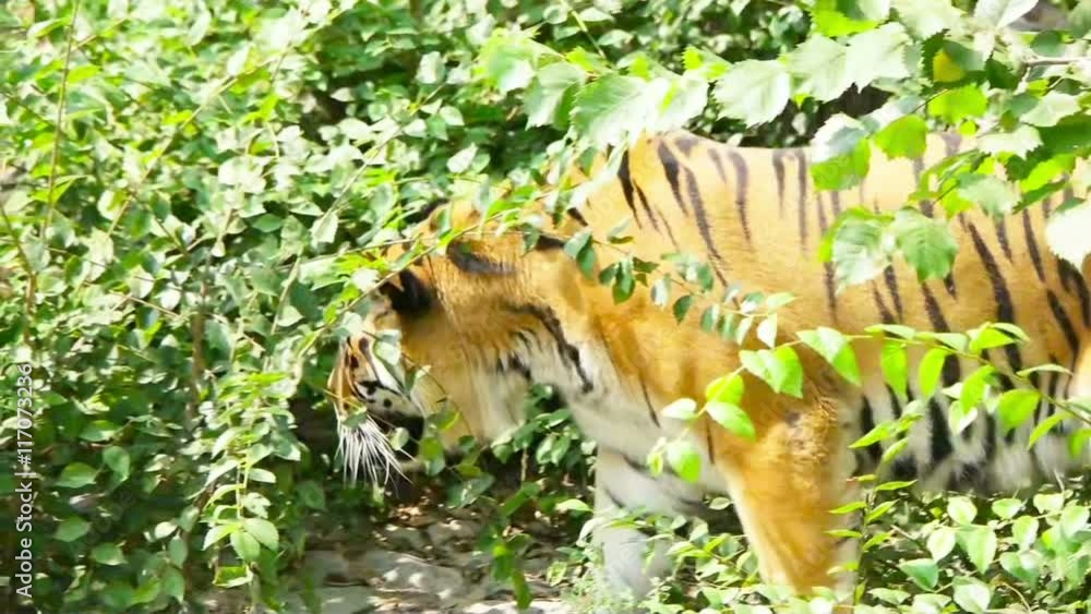 tiger in the forest Stock-Video | Adobe Stock