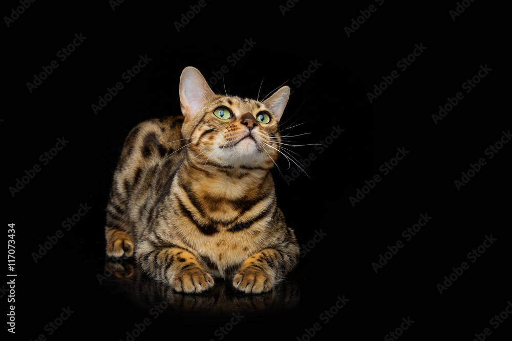 Obraz premium Beautiful bengal cat