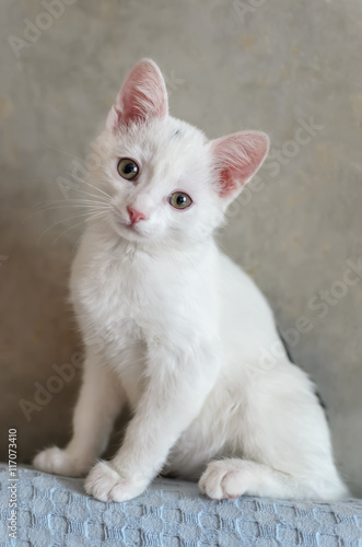 white small kitten