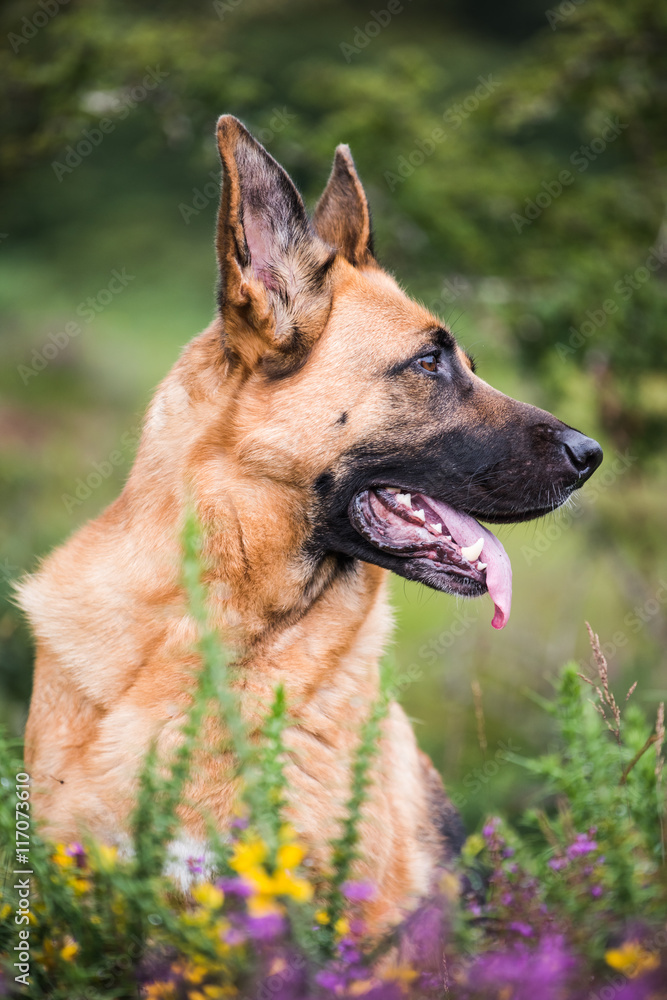 german shepherd dog face german shepherd dog face