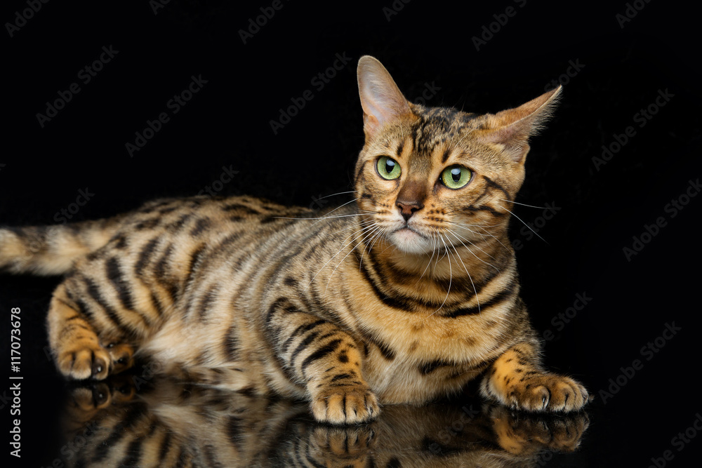 Obraz premium Beautiful bengal cat