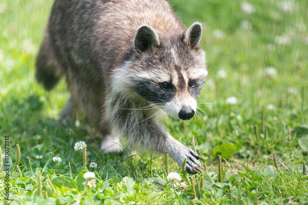 Obraz premium a racoon